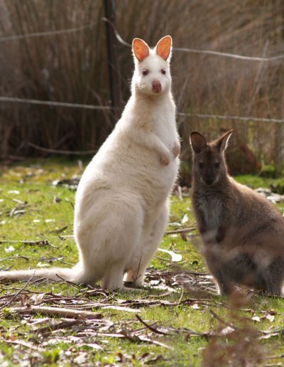 White Bennett's Wallaby and grey Bennett's Wallaby on Bruny Island, Tasmania