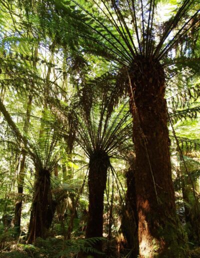 Ferns in Mavista Rainforest, Bruny Island, Tasmania